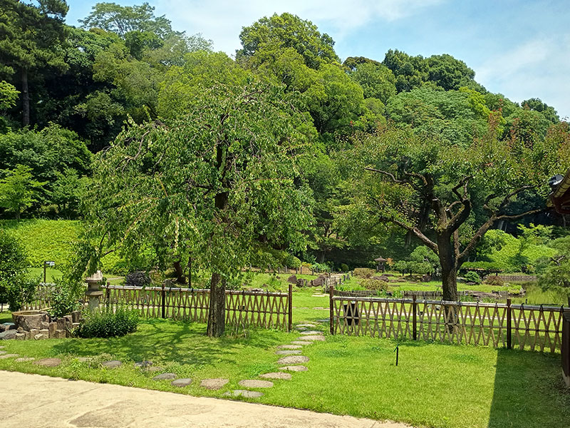 肥後細川庭園 四季を楽しむ 東京庭園 日本庭園 歴史散策 東京散歩 庭園巡り 東京観光 都内散歩 おでかけ記録 文京区